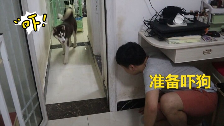 The owner hides to scare the Husky—let’s see if it jumps!