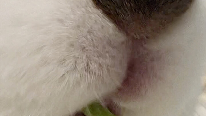 Chuyên mục mê mồm (⁎⁍̴̛ᴗ Lowe̴̛⁎)