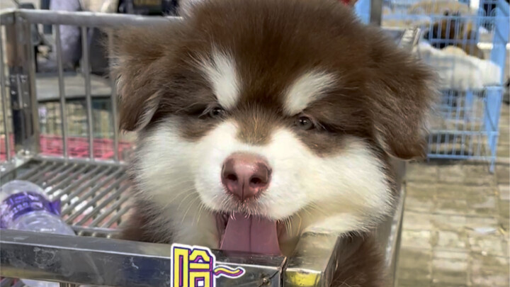 Pergi ke pasar anjing untuk memilih Bichon Frisé. Hari ini benar-benar nemu gudang kegemasan! Semua 