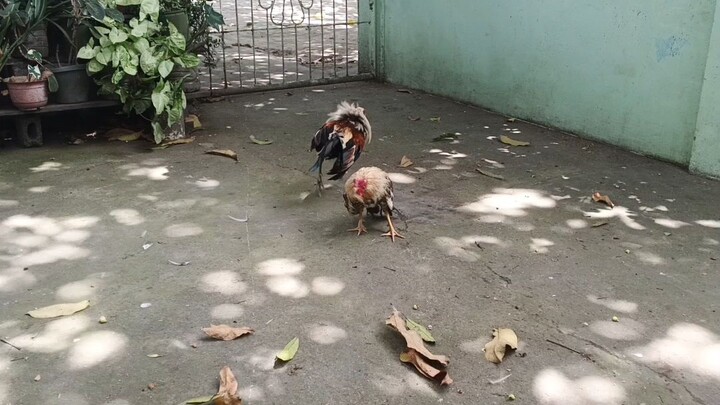 morning exercise