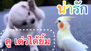 น้องหมา น่ารัก - ดูสิ เด่วได้ยิ้ม