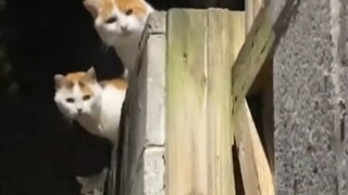 摸到了猫老大