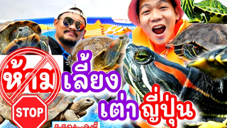 ห้ามเลี้ยงเต่าญี่ปุ่น! ถ้ายังไม่ดู! มารู้จักกับเต่าญี่ปุ่น เต่าแก้มแดง เต่าญี่ปุ่น