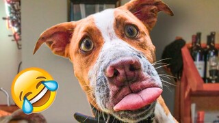 Funniest Animals Video - Best Cats😹 and Dogs🐶 Videos of 2022 ! #12