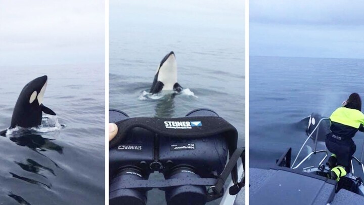 小虎鲸回应吹口哨的两脚兽：是叫我吗？拍我记得加美颜哦