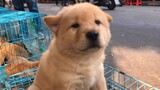 [Hewan]Anjing Bersifat Lembut yang Ditemukan di Pasar