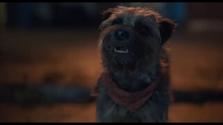 Strays WATCH FULL MOVIE : LINK IN DESCRIPTOIN