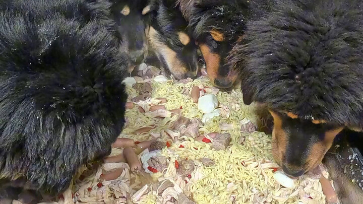 Camilan Malam Pasukan Keamanan Peternakan: Mi Sapi Wangi yang Menggugah Selera, Wang Dahuang Sampai 