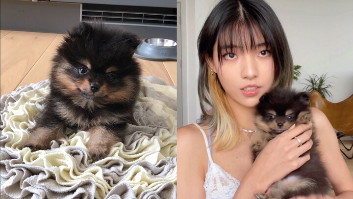 Ternyata aku udah punya anjing?! Ini siapa nih mahluk imut banget?