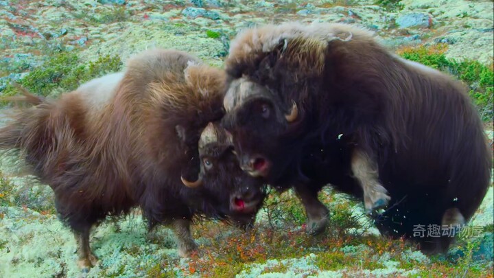 “天生我儿毙有用，昨天不用今天用”