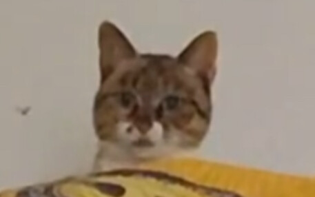 Cat: Talking trash about me again?