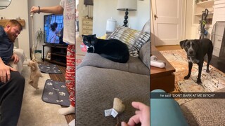 Funniest Cats And Dogs Videos 😁 - Best Funny Animal Videos 2024 🥰#2
