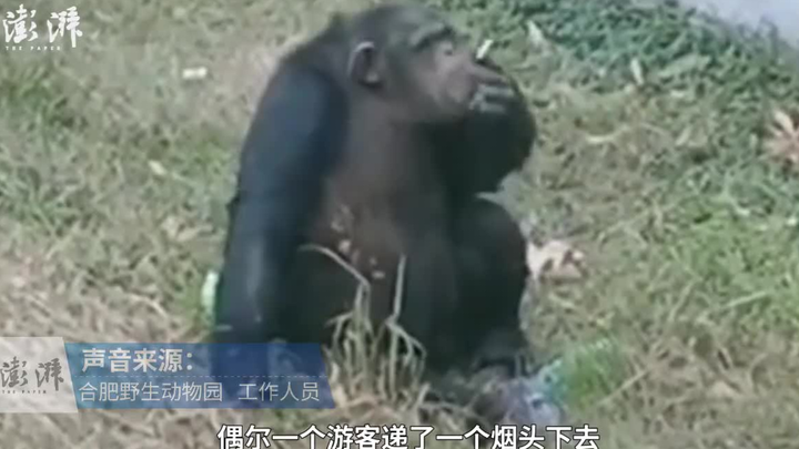 动物园黑猩猩会抽烟？ 工作人员：游客给的，管不过来