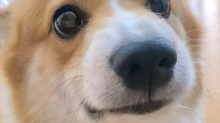 I had no idea dogs could make you so mad your lips start trembling!