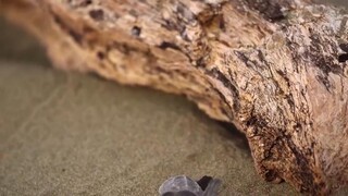 Động vật chào đời EP 1 [Sub Việt]
