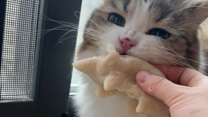 Năm mới làm sủi cảo hình chuột tặng mèo con, cũng chúc mọi người năm mới vui vẻ!