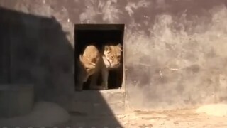 Hãy nhìn vào sự tương phản, nó thực sự rõ ràng!!