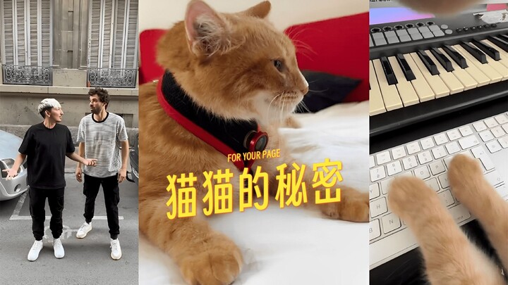 What does a cat do when it's home alone?