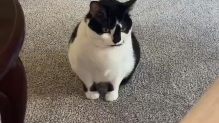Untuk berjaga-jaga jika Anda belum pernah melihat kucing cegukan