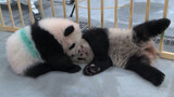 [Animal] [Ueno Zoo] The Mother Panda and Her Two Babies