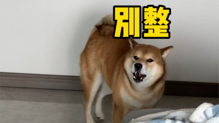 ลูกชายตัวโตของแม่ (แม่กิ๊บ)