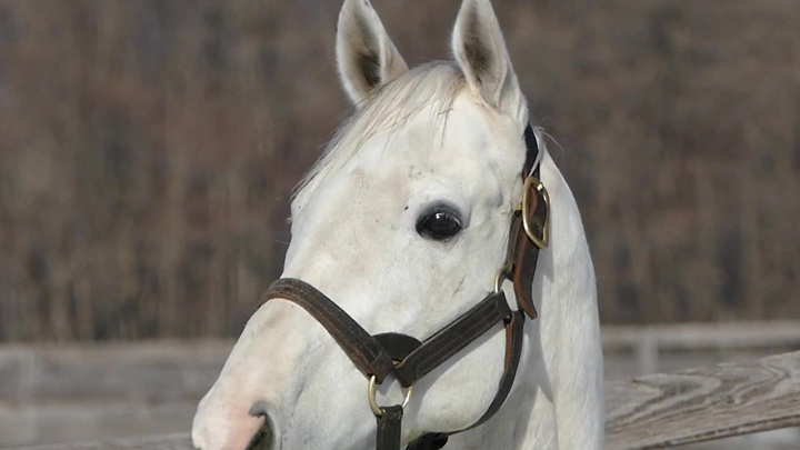 Thuyền: Này con người ở đằng kia, sao không đi cùng ta?