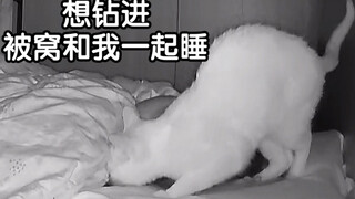 流浪过的小猫咪有多懂事