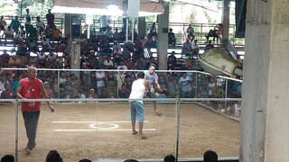 1cock ulutan