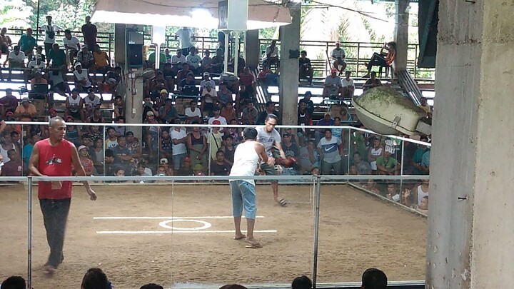 1cock ulutan