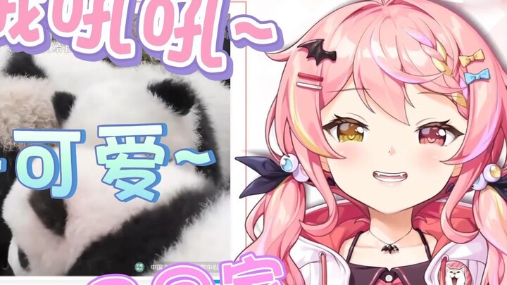 [Zadaoji] Iblis dari Guangdong tidak tahan mendengar tangisan anak panda untuk pertama kalinya, dan 