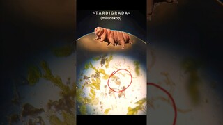 Melihat Langsung TARDIGRADA dari Mikroskop 🔬