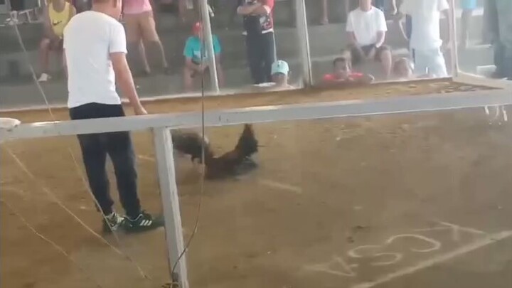 Machine kelso In action buyer update