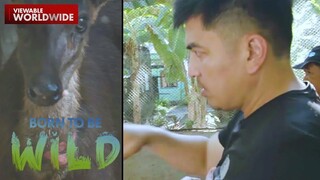 Nakakahawang sakit, kumalat sa pamilya ng Philippine brown deer?! | Born to be Wild