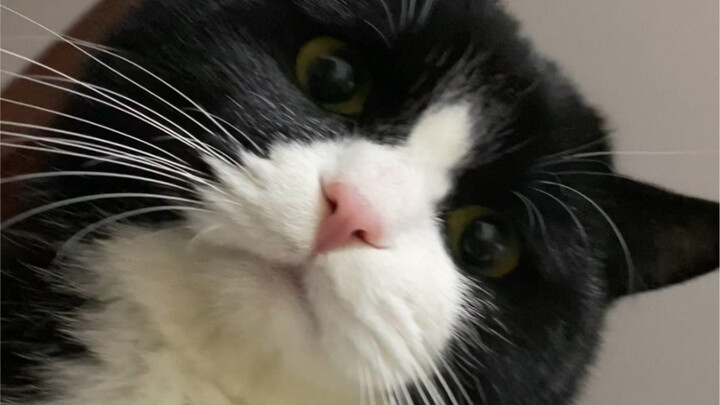 Aku si kucing, datang untuk membawa keberuntungan!