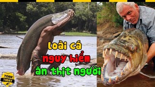 🔴 6 "Thủy Quái" Săn Mồi Hung Tợn Và Ghê Rợn Nhất Sông Amazon, Loài Thứ Tư Còn Từng Ăn T­h­ịtNgừ­ờ­i