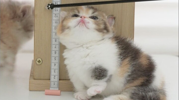 Even kittens know to lift their paws when getting their height measured!