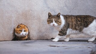 Kucing di Kota Terlarang - Pertikaian penting antara Papa dan anak laki-laki - yang berwajah lebih b