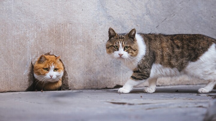 Kucing di Kota Terlarang - Pertikaian penting antara Papa dan anak laki-laki - yang berwajah lebih b