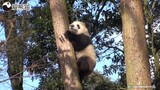 熊猫宝宝下个树都这么软萌软萌