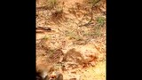 Mother Chicken Versus Eagle Protecting Chicks