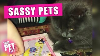 Sassy Pets! 🤦🏻‍♂️😼 | Try Not to Laugh Challenge