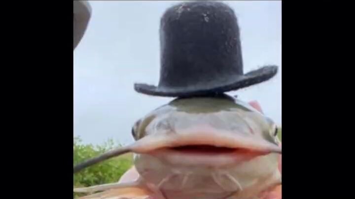 El Drip De LoS Peces En How To Fish