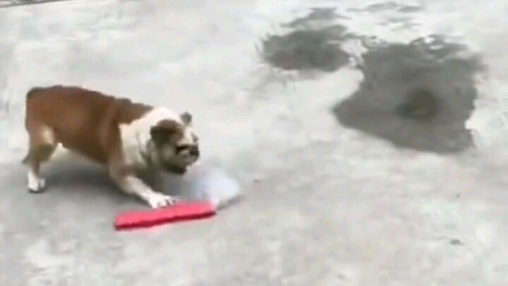 Chó con: Đâu có ai đốt pháo kiểu như cậu vậy, đốt xong là đi luôn à? Đợi tớ đây…