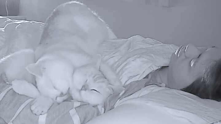 Beberapa kucing tidur sepanjang hari, dan di malam hari...