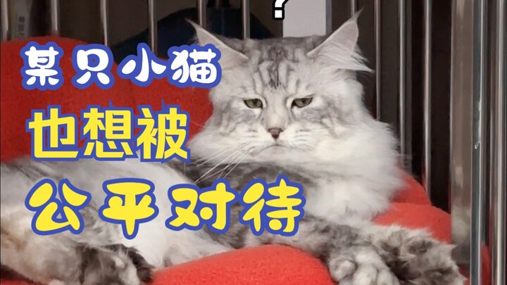 Seekor kucing kecil juga ingin diperlakukan dengan adil~