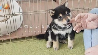 小柴犬第一次学握手……这样算是学会了吗？？？