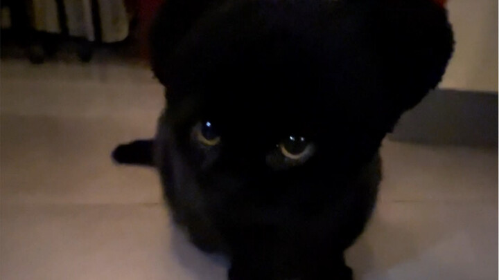 يا للعجب! الليتشي الأسود اللي لبسته عشرين سنة فجأة طار وراح من تلقاء نفسه! 5555555 (سلسلة: المعالج ا