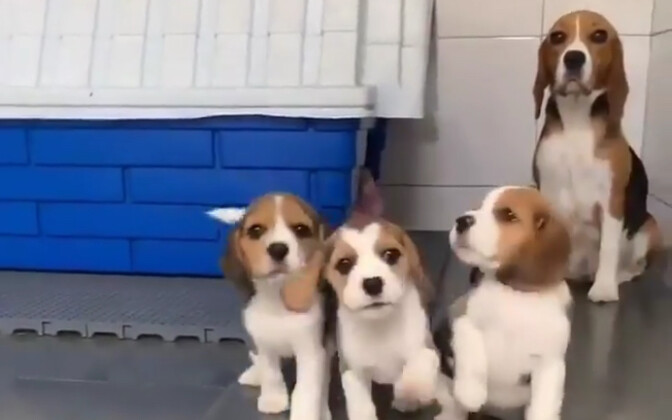 บีเกิล~ตั้งแต่เด็กก็ขี้แกล้งเต็มไปหมดเลย