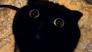 Teach you step by step how to raise a super cute big black cat! Come and read if you want to learn!
