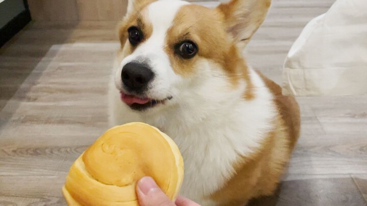 Corgi’s tiny-bite challenge… but this dog just flat-out refuses to eat!